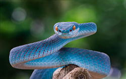 4674blue_viper_small