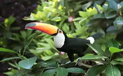 47353797_impact_ii_small